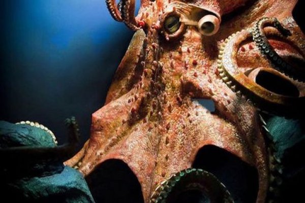 Kraken kraken link24 info