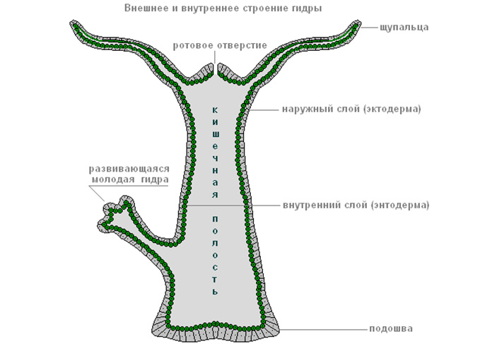 Кракен сайт что это