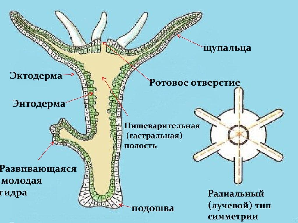 Маркетплейс кракен kraken darknet top